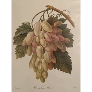 Vtg 1972 Small Art Print Grapes NEW Sealed Package Printed in Germany 10" X 8"